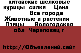 китайские шелковые курицы (силки) › Цена ­ 2 500 - Все города Животные и растения » Птицы   . Вологодская обл.,Череповец г.